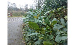 Nokia Lumia 800 Black