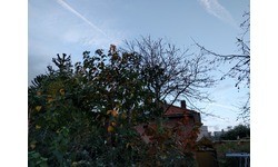 LG Nexus 5X 32GB Black