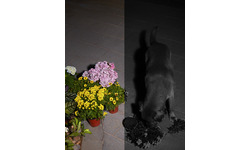 Eufy Spotlight Cam Solar 2K