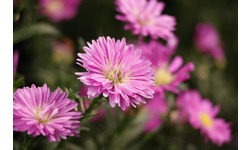 Canon RF-S 55-210mm f/5-7.1 IS STM